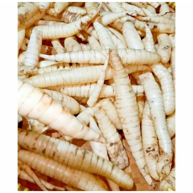 

Obat Lambung Umbi Garut Segar 1 Kg / Umbi Garut Obat Lambung / Umbi Garut Obat Lambung Ori / Umbi Garut Asam Lambung / umbi garut mentah