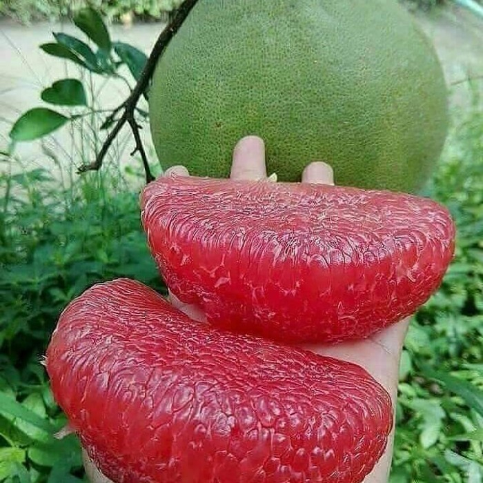 BIBIT JERUK PAMELO BALI MADU SUPER