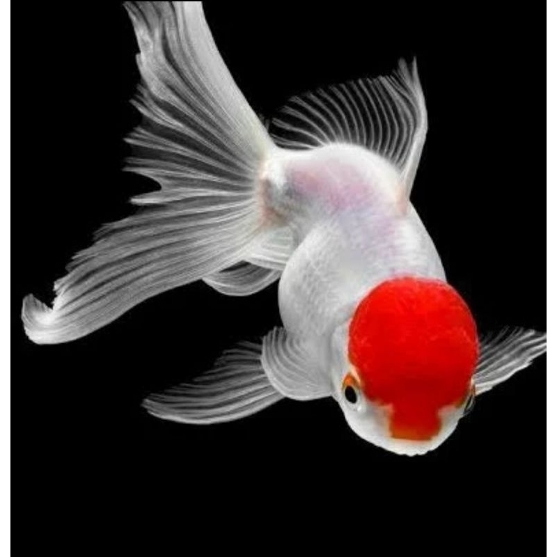 ikan koki oranda redcup size S