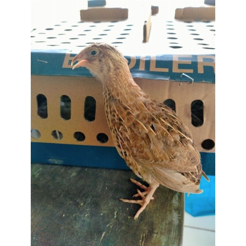 Puyuh Petelur / PST / Puyuh Siap Telur / Puyuh Betina