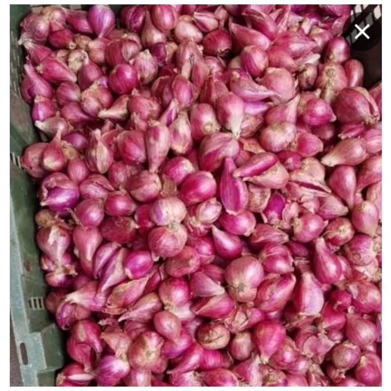 

BAWANG MERAH 1KG