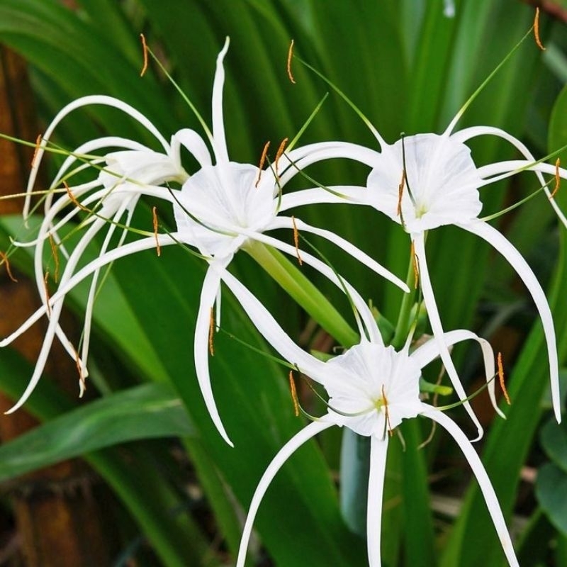 Bunga Spider Lily