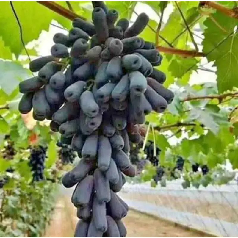 Bibit anggur jenis moondrop sedlees manis super genjah