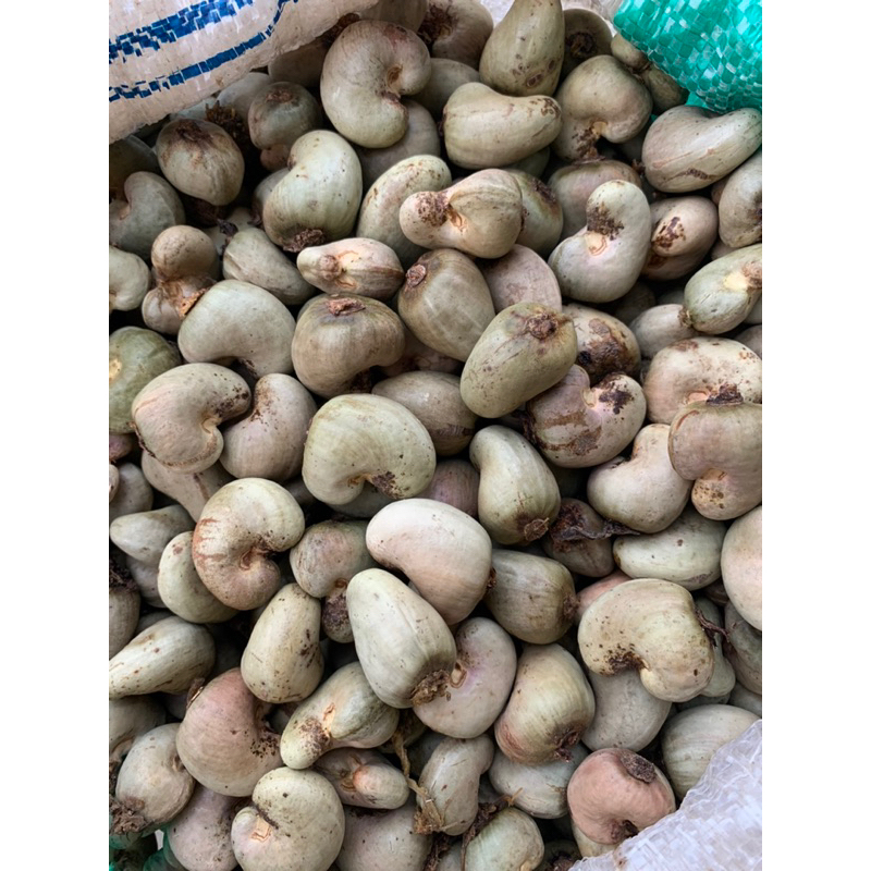 

BENIH KACANG MEDE / METE GELONDONG JAMBU MONYET 1 KG