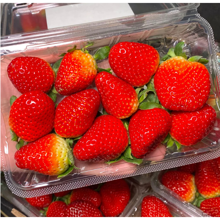 

STRAWBERRY AUSTRALIA 250 GRAM PREMIUM | STRAWBERRY AUSTRALIA IMPOR 1 PACK PREMIUM | STOBERI IMPOR AUSTRALIA | AUSTRALIA STRAWBERRY IMPORT 250 GR PREMEMIUM