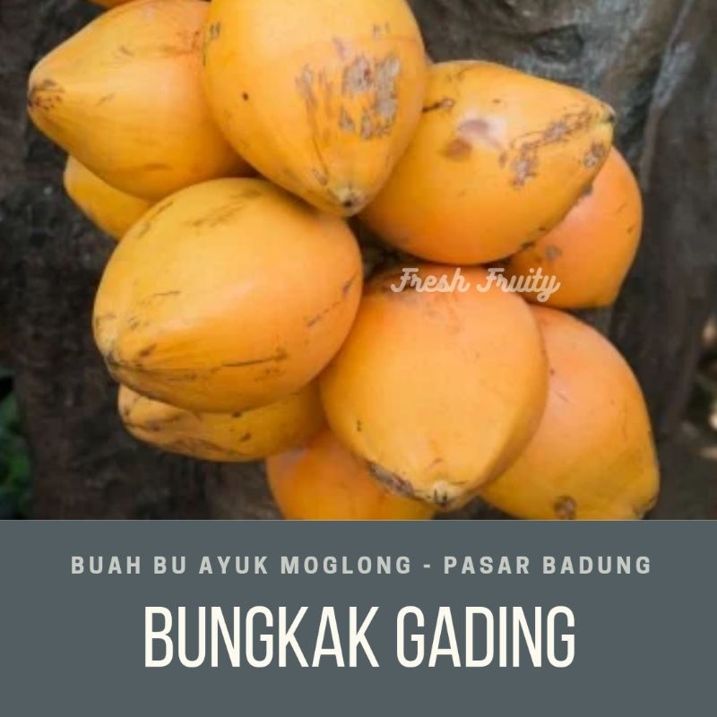 

bungkak gading atau kelapa kuning/pcs