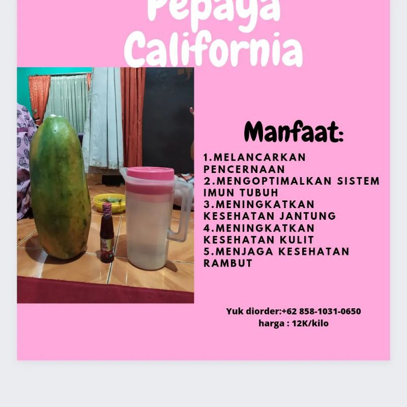 

Pepaya California Manis dan Super