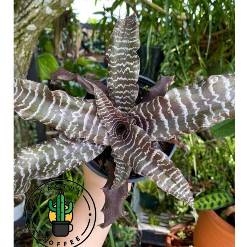 Tanaman Hias Bromelia Cryptantus Tokek - Bromelya Toke / Tanaman Hidup Criptantus Tokek Tanaman Indo