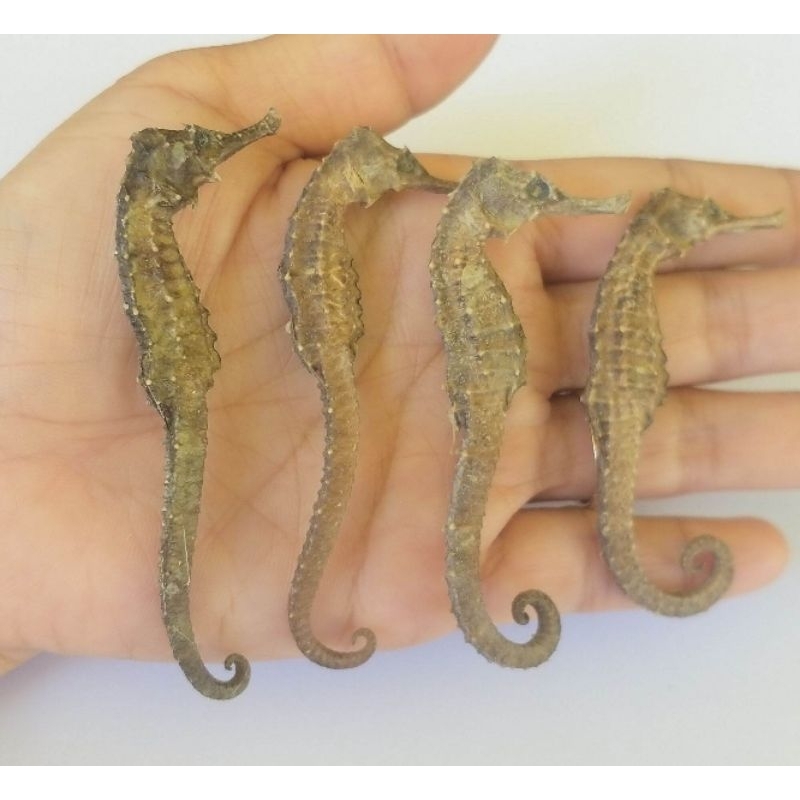 

Kuda laut kering asli