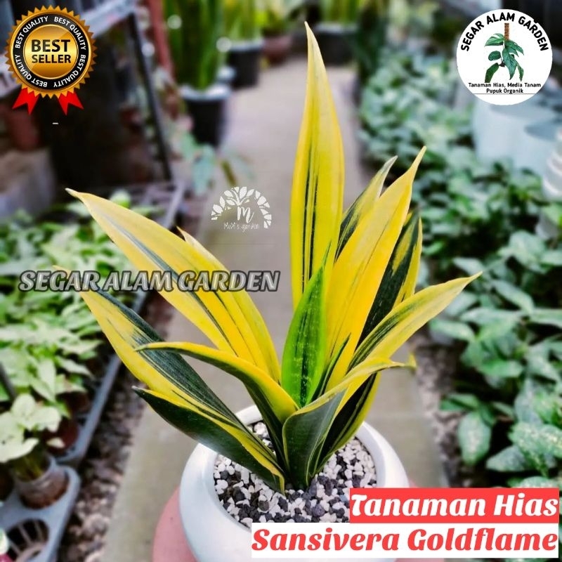 Tanaman Hias Sansivera Gold Flame - Sansivera gold flame