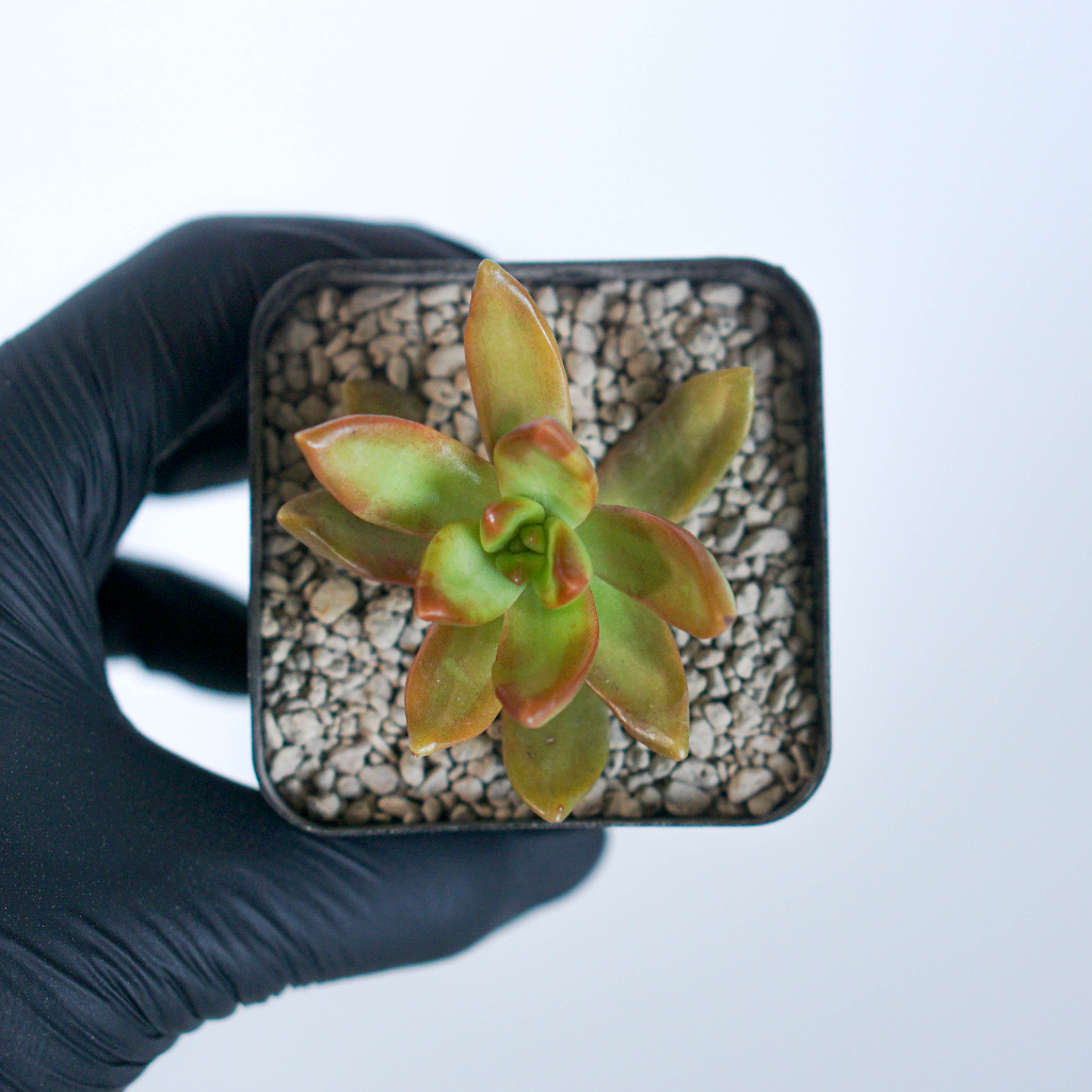 Sukulen Sedum Adolphii