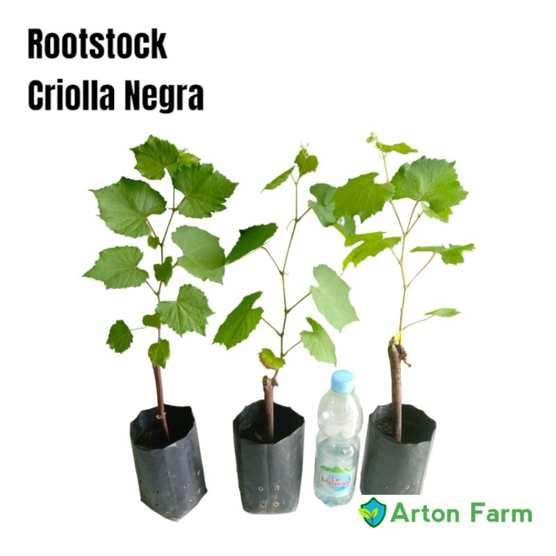 Criolla Negra | Bibit Batang Bawah Anggur | Rs CN Rootstock Import