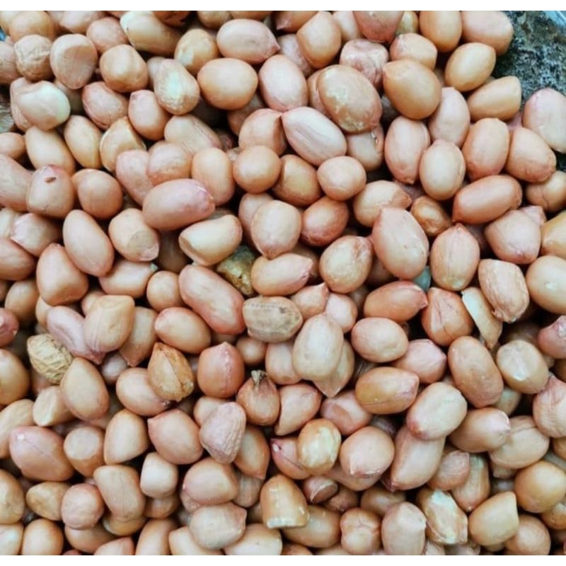 Brilliantblossoms_ Kacang Tanah Bali Kacang Suuk Bali Kupas Mentah 250Gr