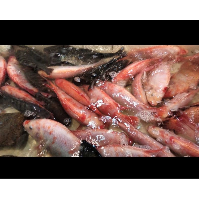 

ikan nila hidup 1kg isi 2/3ekor