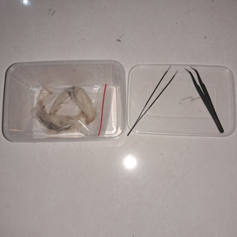 

Sarang Burung Walet (Bonus Pinset)