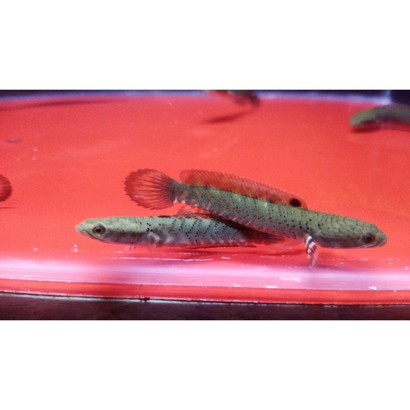 Paket Hemat Blue Pulchra dan Asiatica Red Spot Kalimaya