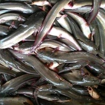 

IKAN SEMBILANG