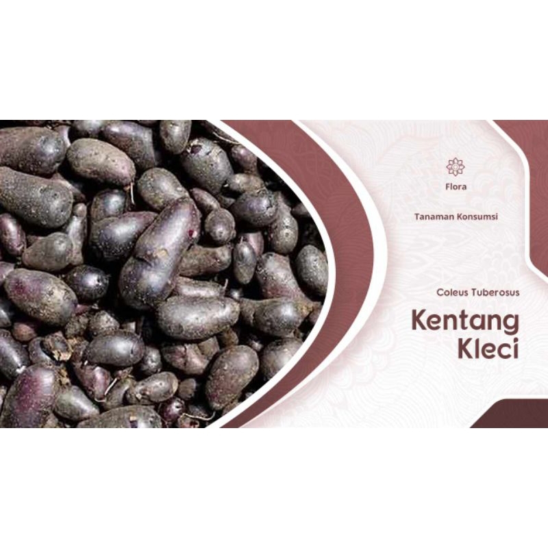 

kentang hitam/klici