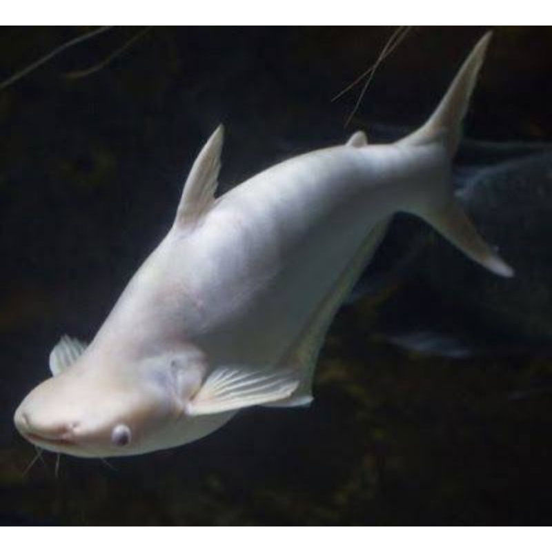 

Ikan Hias Patin Albino Besar