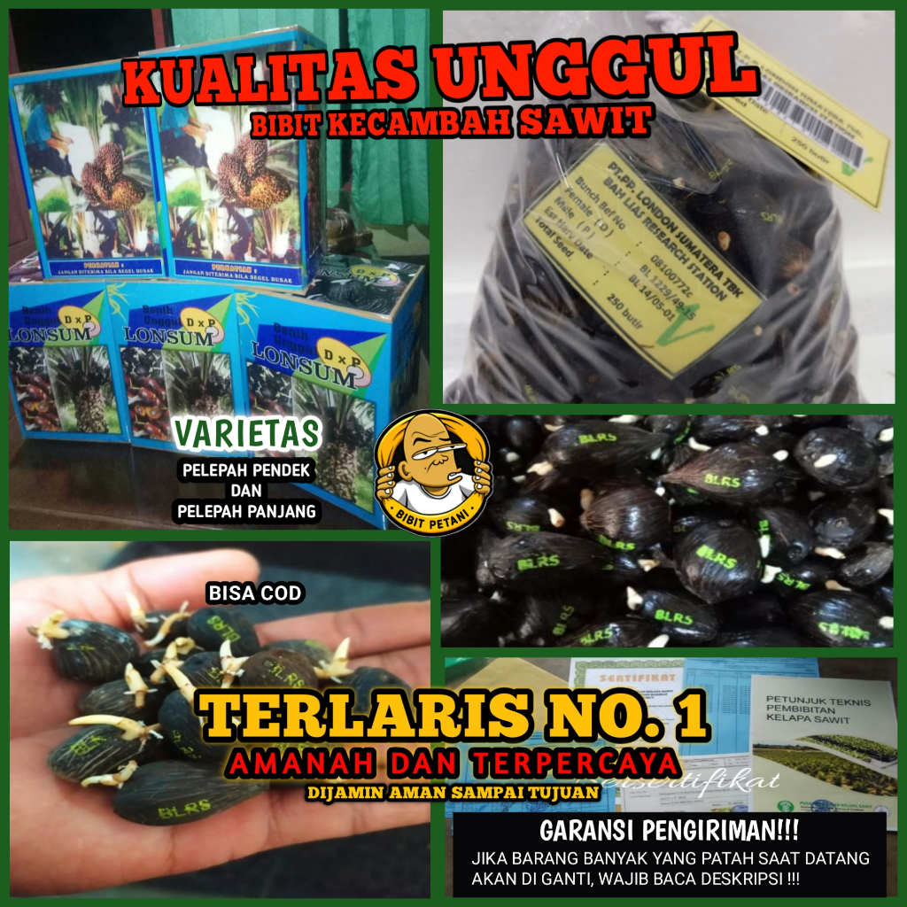 BENIH POLONG KECAMBAH BIBIT SAWIT DXP LONSUM UNGGUL BERSERTIFIKAT PREMIUM ASLI PELEPAH PANJANG DAN P