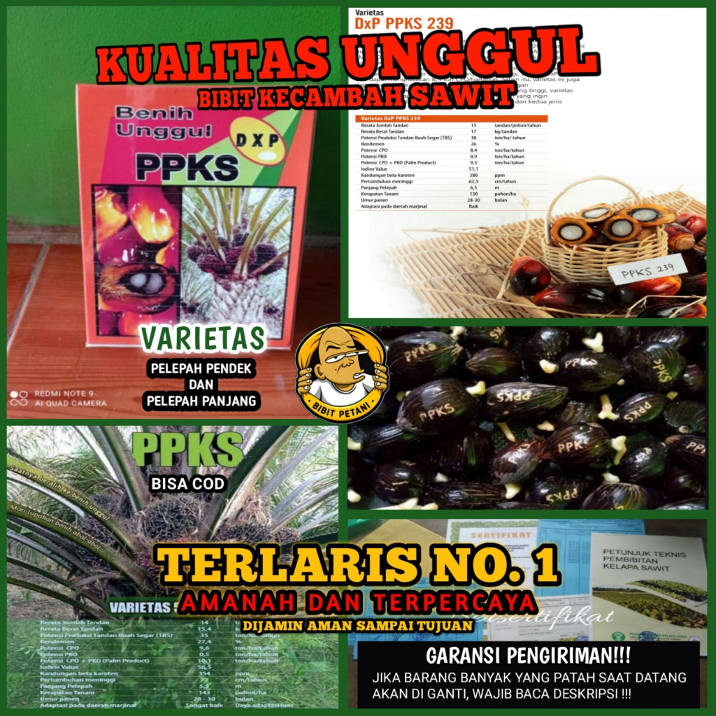 BENIH POLONG KECAMBAH BIBIT SAWIT DXP PPKS 239 UNGGUL BERSERTIFIKAT ORIGINAL PELEPAH PANJANG DAN PEN
