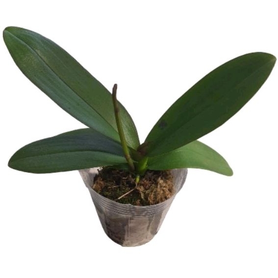 Anggrek bulan hybrid premium dewasa bonus spike