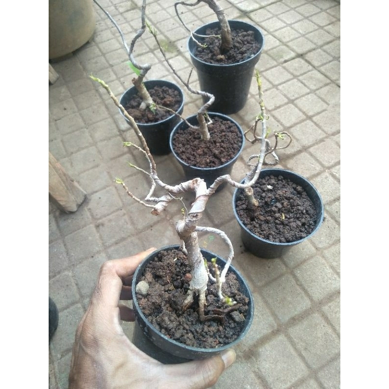 Bonsai Beringin Iprik Limited Edition