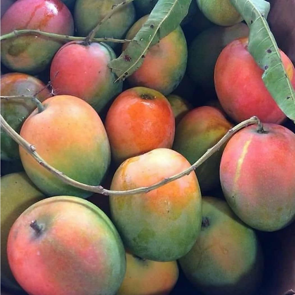 

Mangga gedong gincu murni dari petani/ 1 kg
