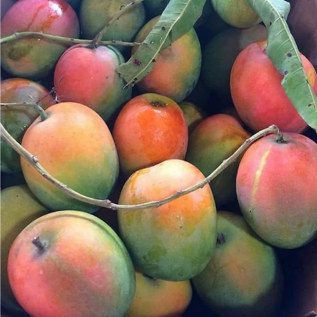 

Mangga gedong gincu murni dari petani/ 1 kg