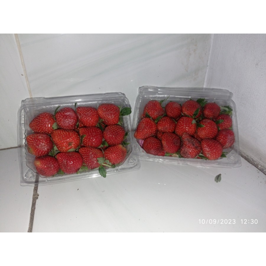 

STRAWBERRY LOKAL UKURAN BESAR PER PACK 300GR