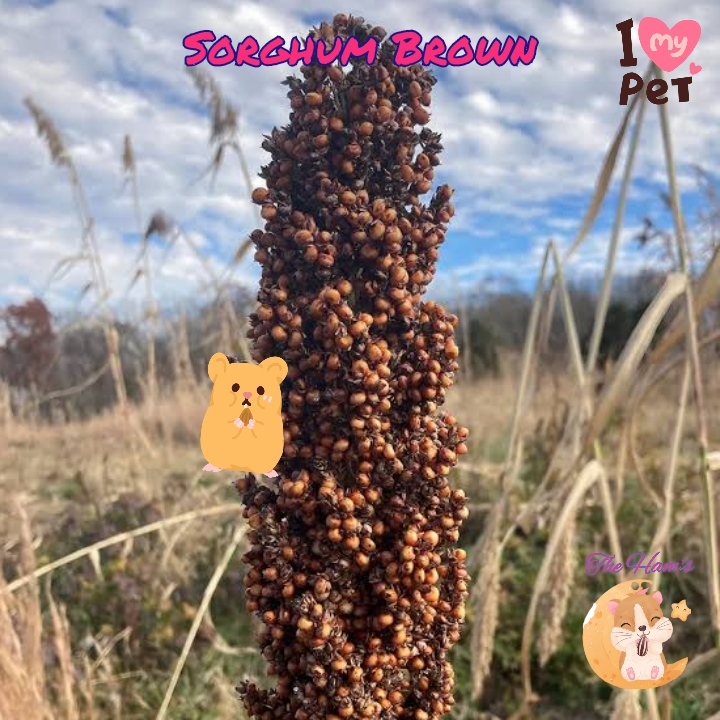 (The Ham's) Sorgum Merah Coklat Tangkai Red Brown Sorgum Sprays Hamster Ukuran Kecil