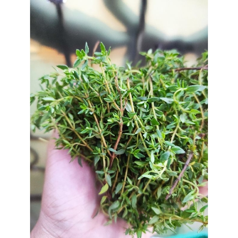 

Thyme Fresh