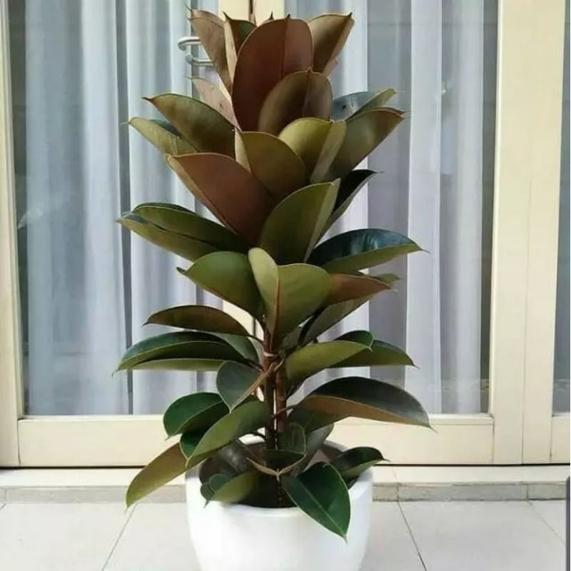 ficus elastica / karet kebo + pot + alas pot , tinggi 100 cm