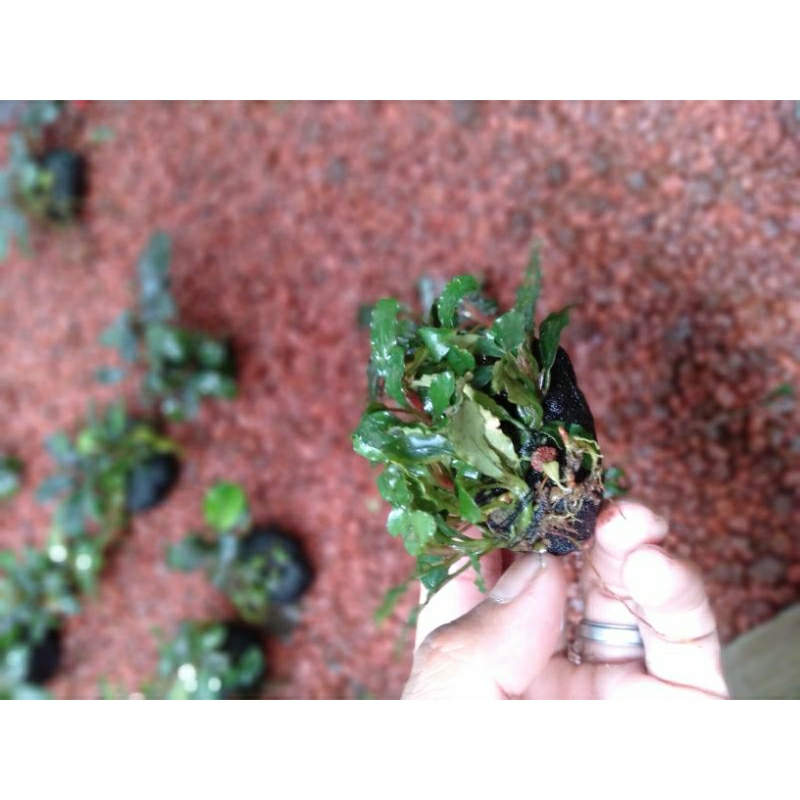 bucephalandra tanaman aquascape media wabikusa