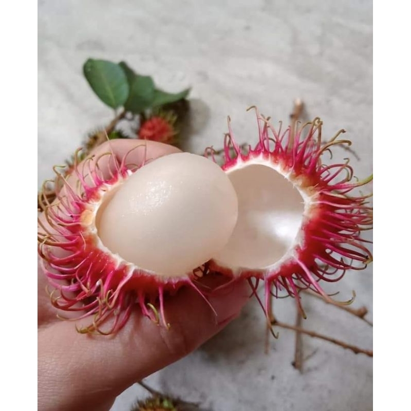 

Rambutan manis legit