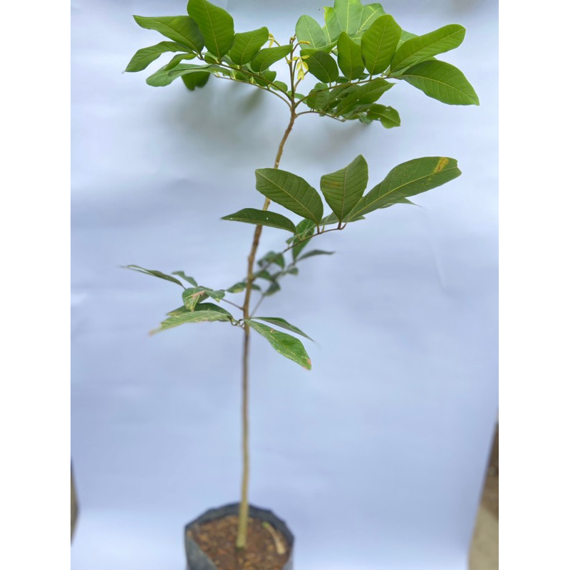

Bibit Buah Kelengkeng