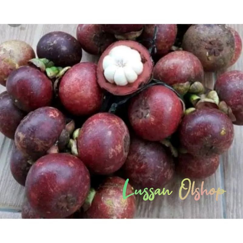 

Manggis Segar 1 kg. Langsung Dari pohon