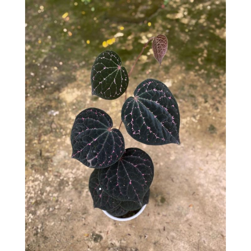 Tanaman-sirih piper black cerry-sp borneo