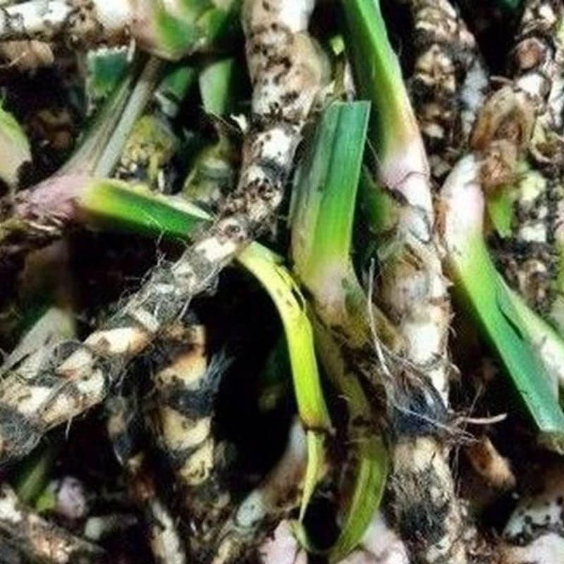 

Dlingo/jeringao basah 1 kg