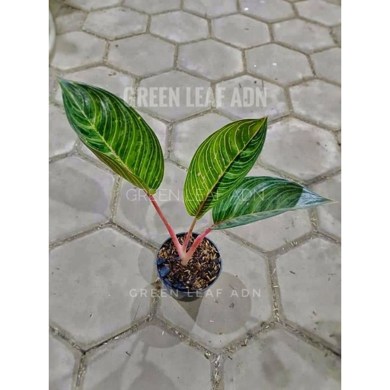 Tanaman Hias Aglonema JT2000