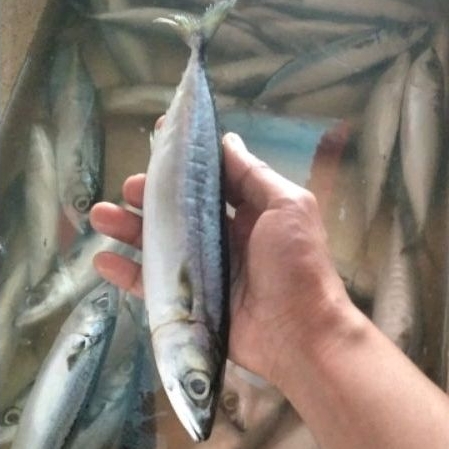 

IKAN KEMBUNG LAYANG 500gram