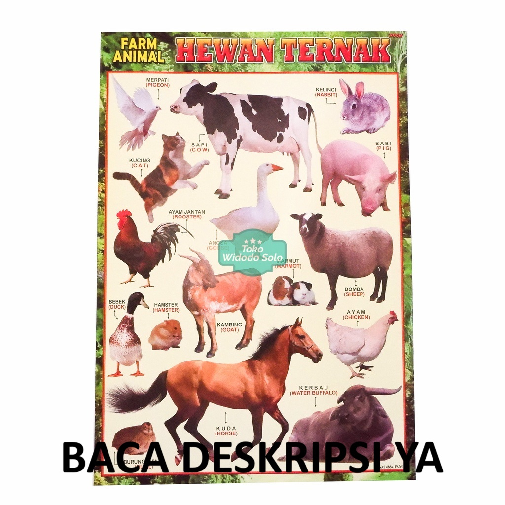 Poster Edukasi Hewan Ternak 35x50cm - 1 Lembar