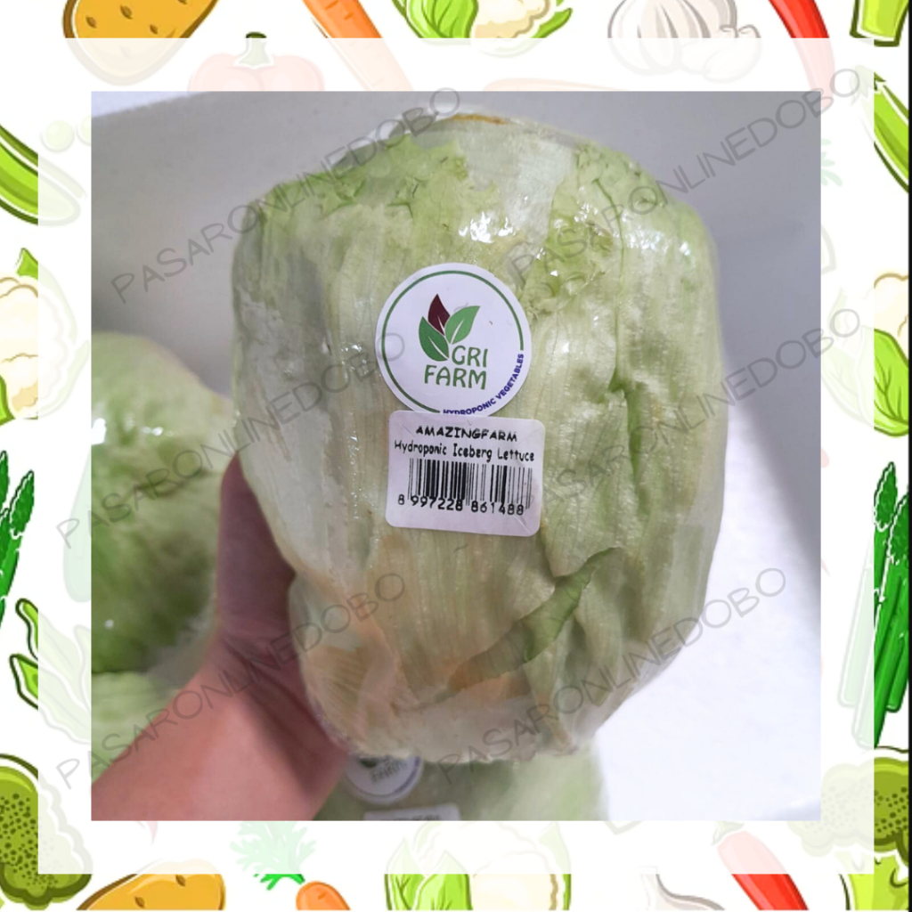 

ICEBERG LETTUCE/HEAD LETTUCE ORGANIK