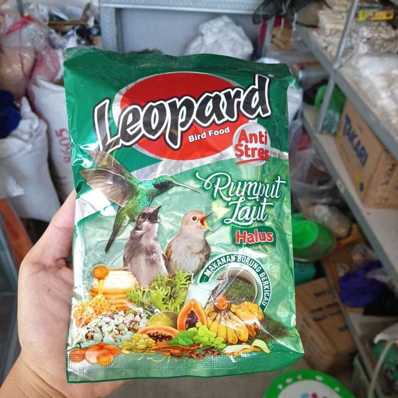 

leopard rumput laut