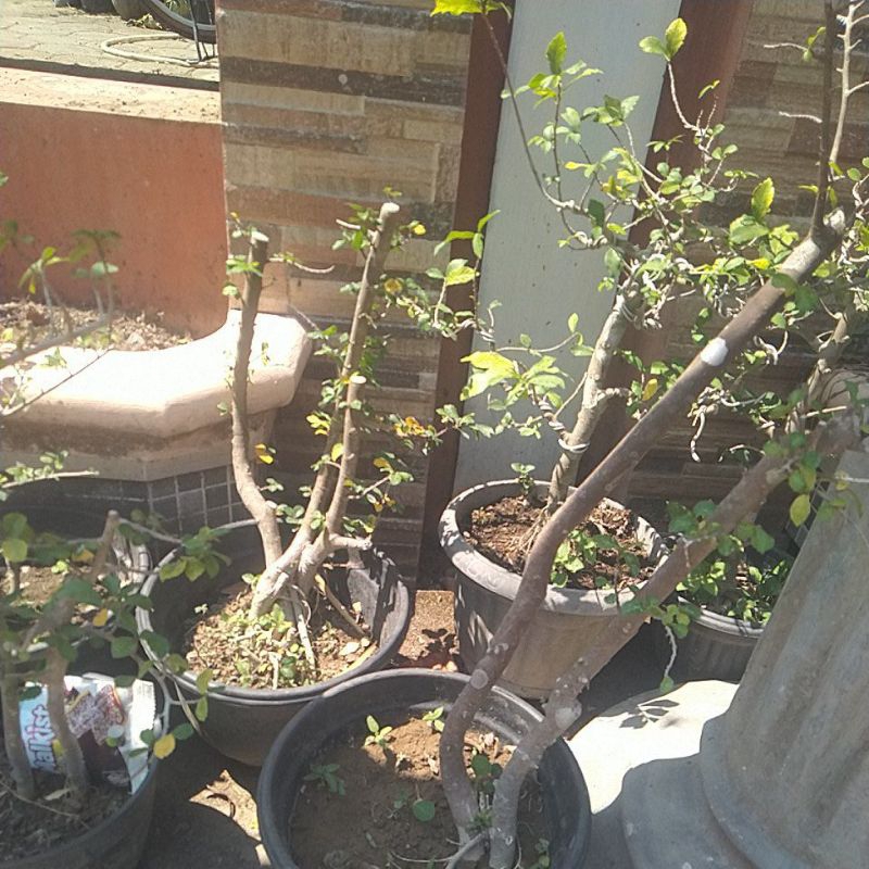 bahan bonsai serut sudah hidup 65k