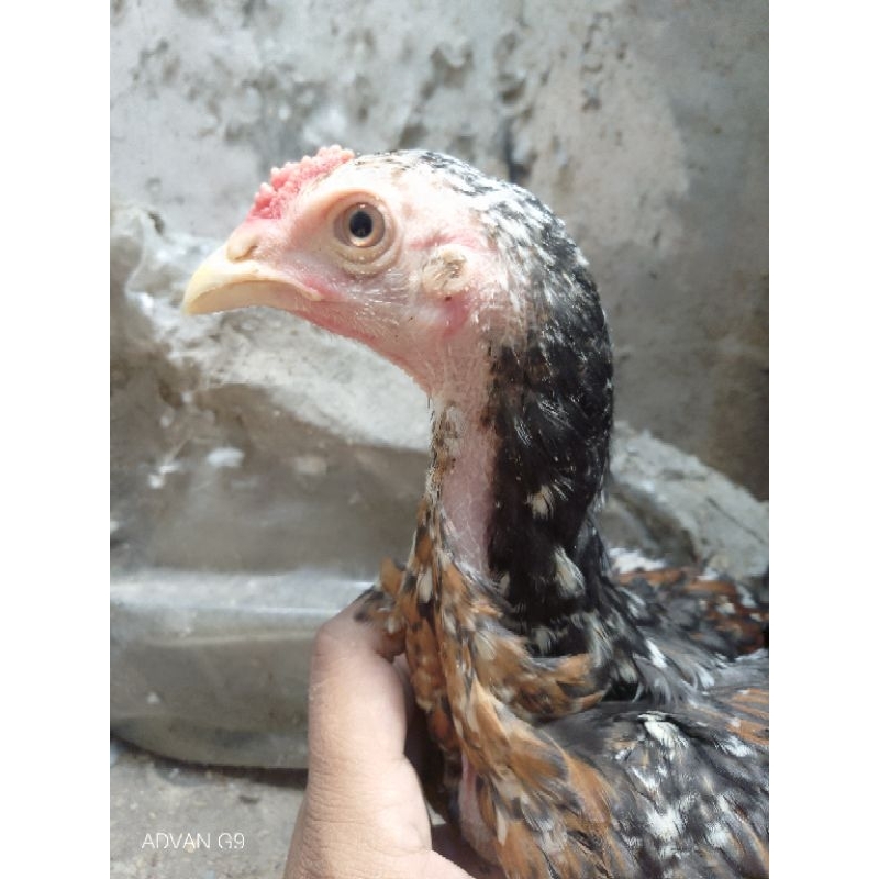 Anakan Plucker Pacquaio USA Trah Import Jawara