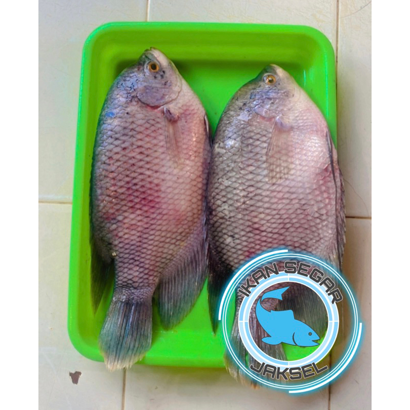 

Ikan Gurame Segar dan Fresh