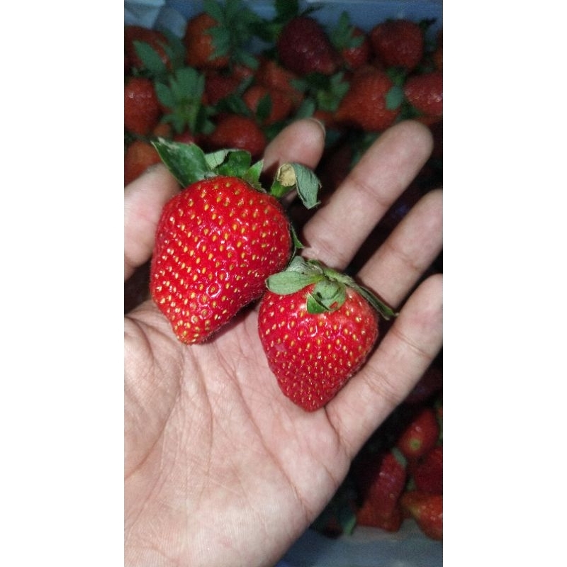 

strawberry fresh 1kilogram