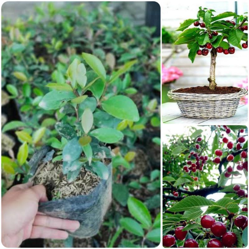 Tanaman Buah Cherry jepang / ceri jepang