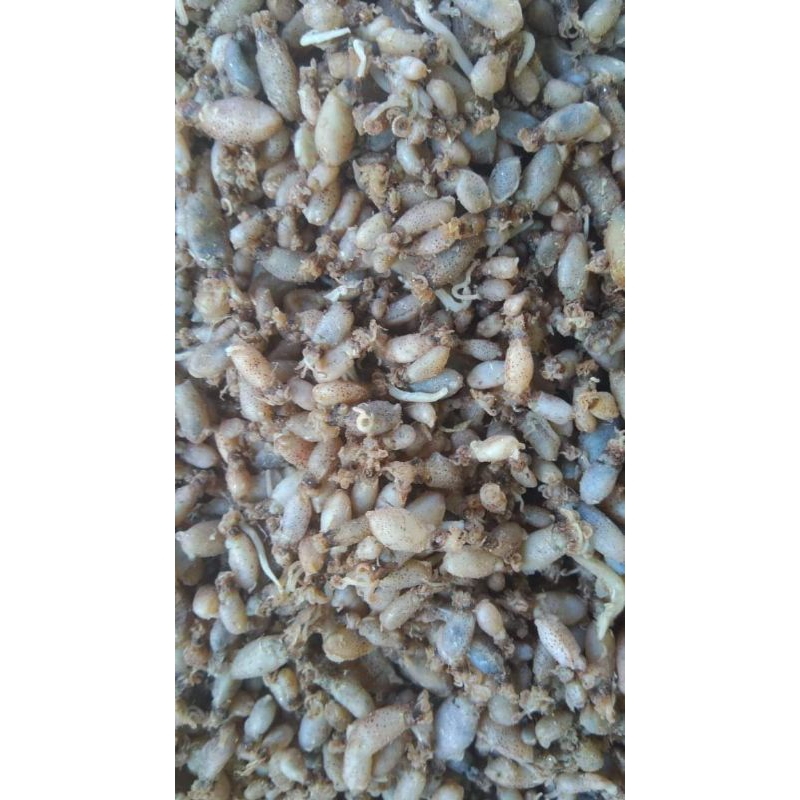 

baby cumi size 0.5-1cm